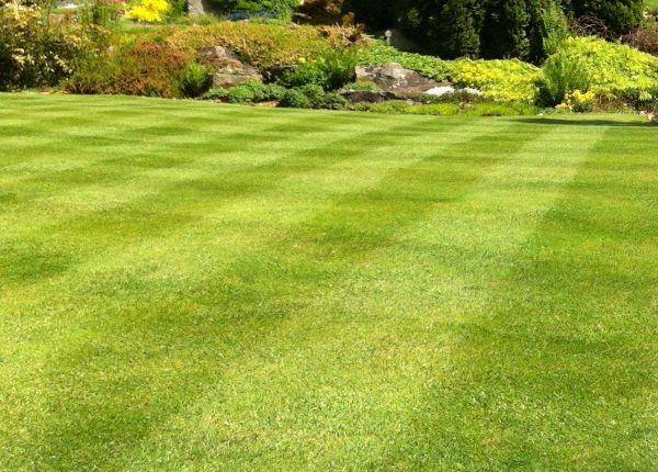 Commercial Grass Cutting in Freehold