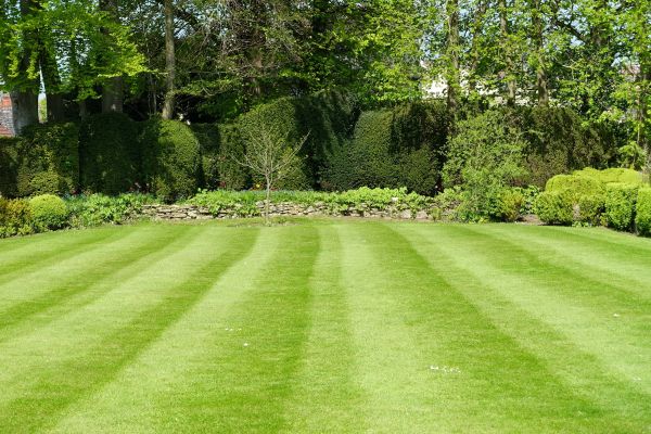 Grass Care Service in Freehold