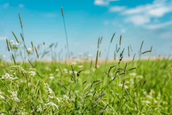 High Grass Trimming in Freehold