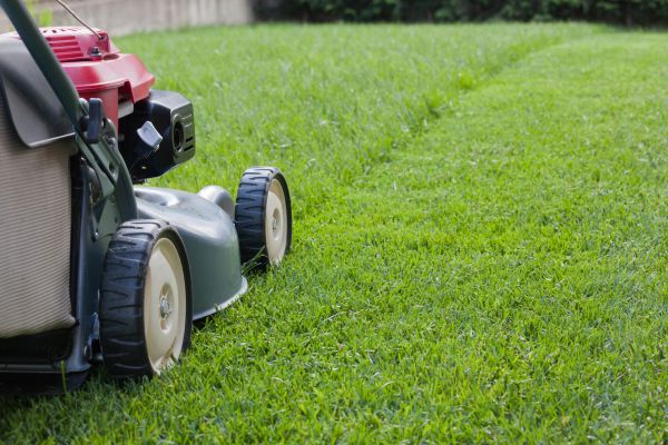 Summer Lawn Care in Freehold