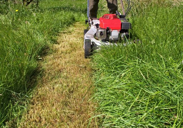 Leaf Mowing in Freehold